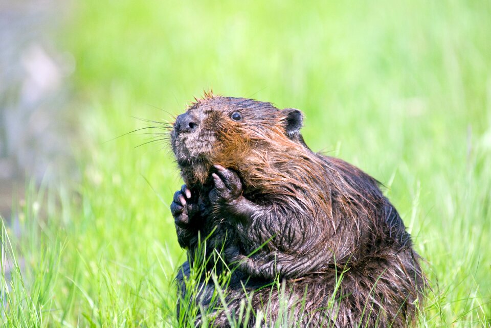 Aquatic cute nature