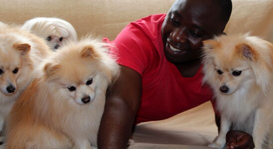 Pomeranian donation stroke