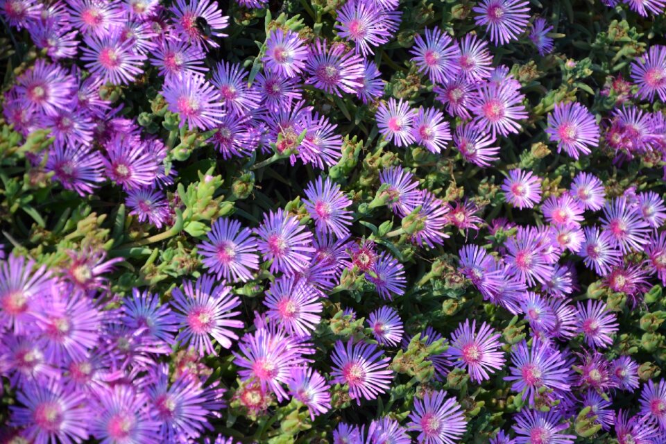 Flowering botany nature