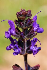 Spring field salvia verbenaca