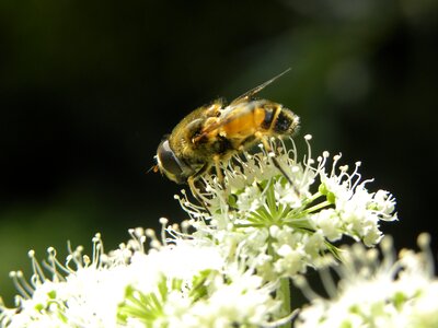Bees close up honey photo