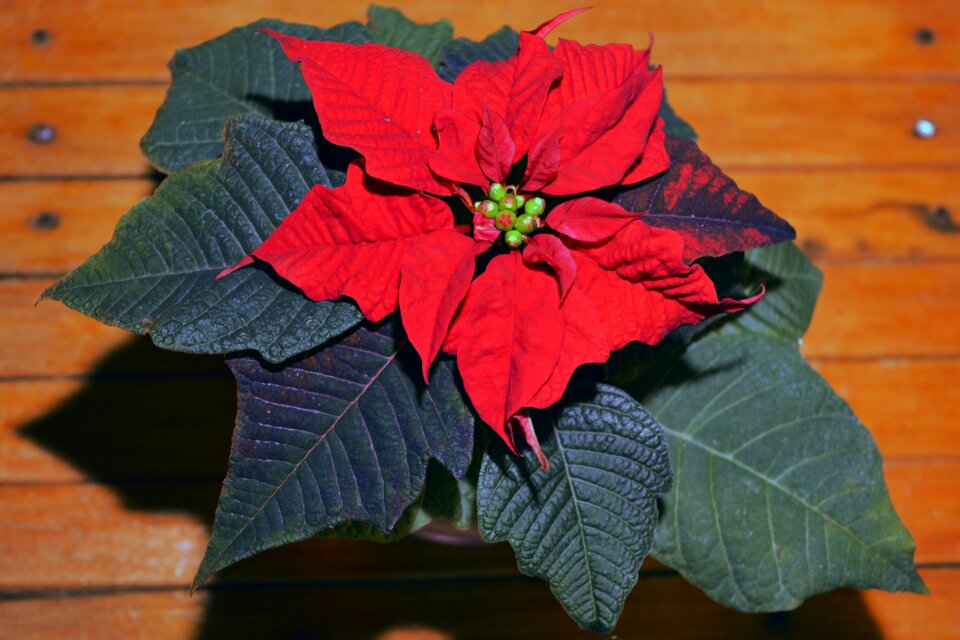 Ornament red red flower