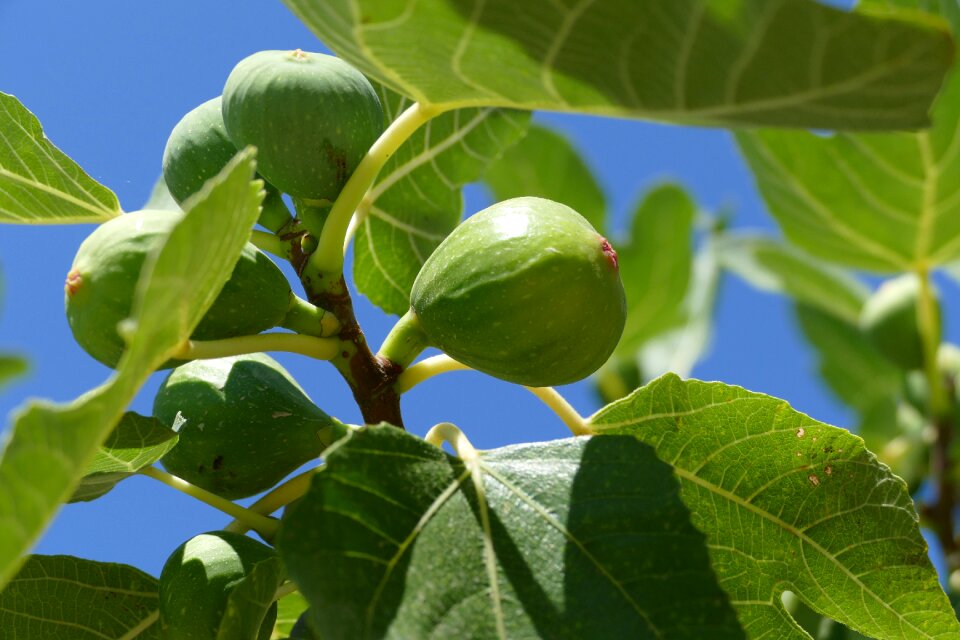 Fig tree fig close up