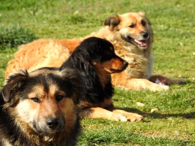 German shepherd friend dog