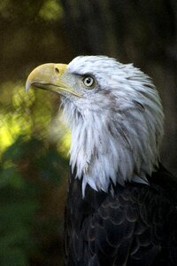 America bird raptor