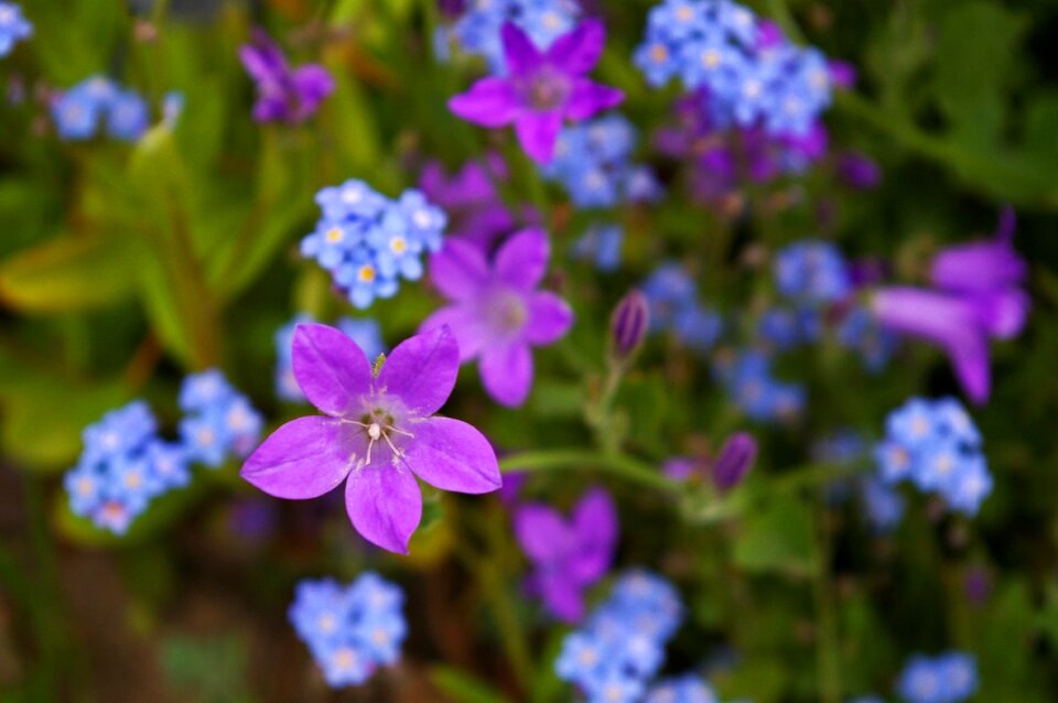 Blue flower blossom photo