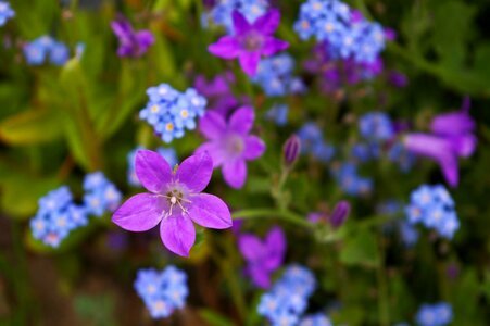 Blue flower blossom