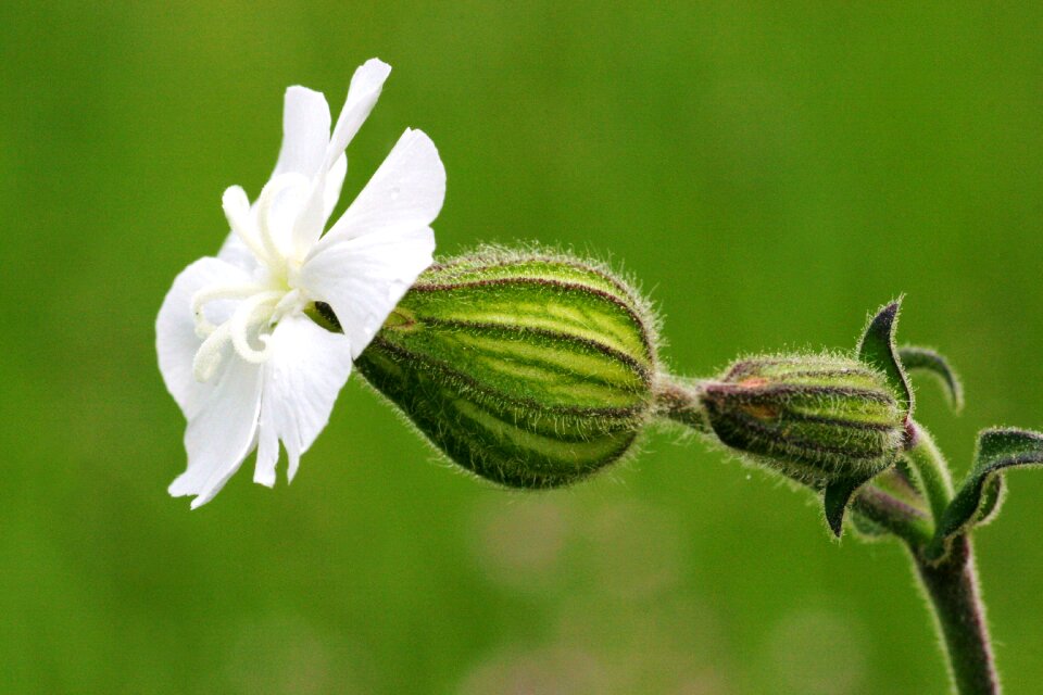 Fields summer silene latifolia