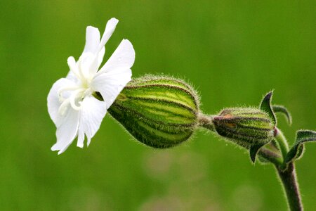 Fields summer silene latifolia