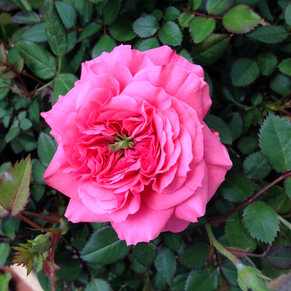 Rose splendor queen of flowers rose blooms