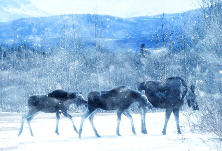 Nature mammal herd