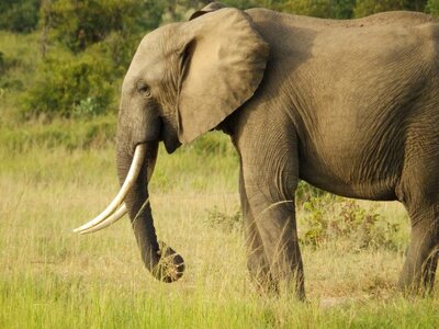 Safari mammal wild