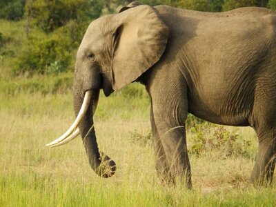 Safari mammal wild photo