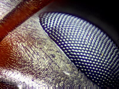 Ant eye macro wildlife