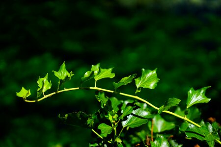 Leaves green flora
