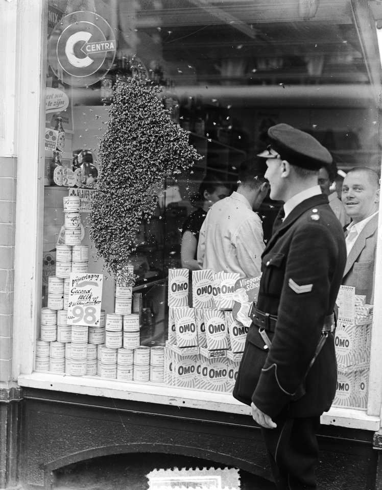 Bijenzwerm strijkt neer in Utrechtsestraat, Bestanddeelnr 905-8035