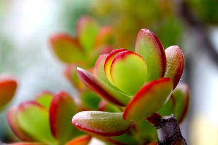 Plant plants succulent photo