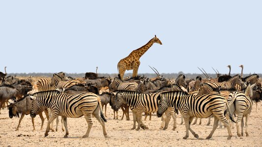 Africa namibia nature