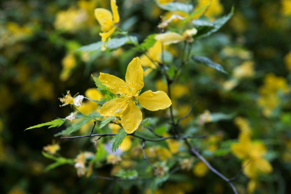 Garden blossom yellow flowers