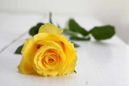Yellow plant petal