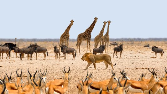 Dry national park water hole