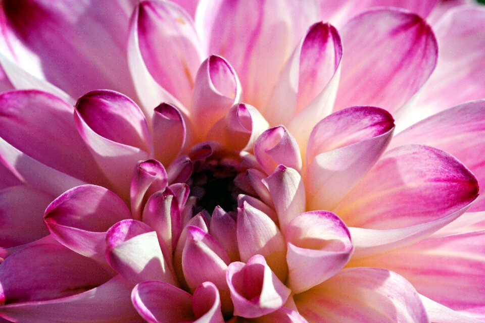 Flower blossom bloom