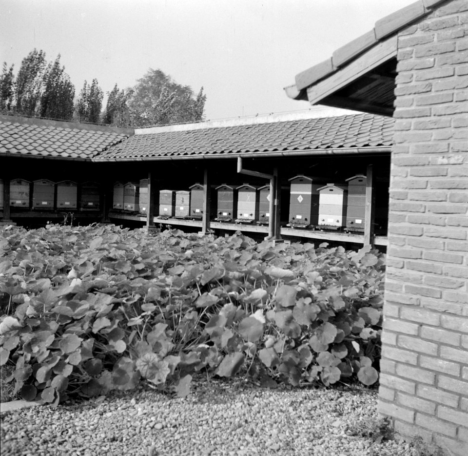 Bijenkorven op kwekerij de Olmenhorst in Abbenes, Bestanddeelnr 254-5348