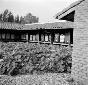 Bijenkorven op kwekerij de Olmenhorst in Abbenes, Bestanddeelnr 254-5348