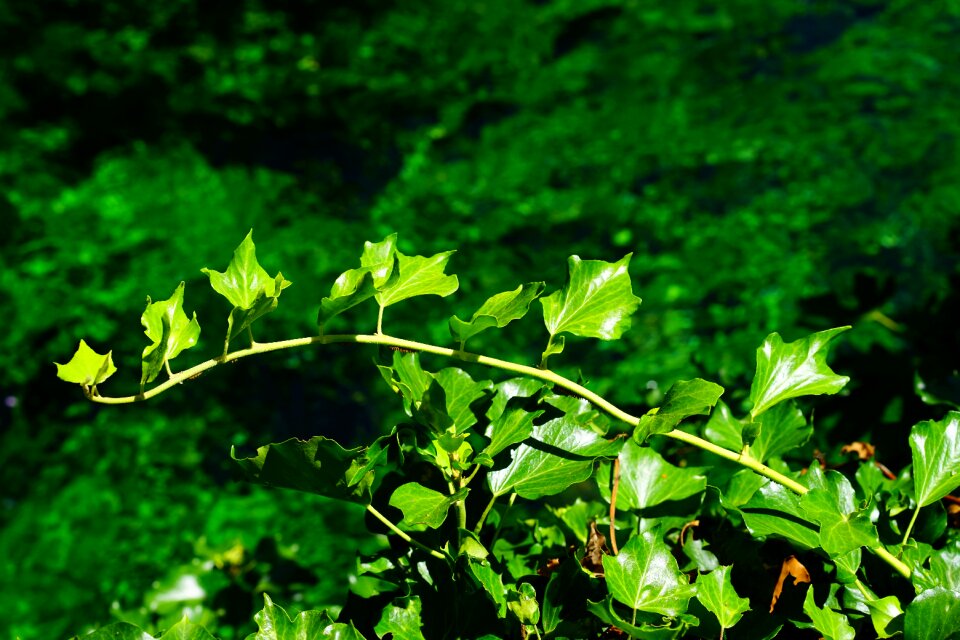 Leaves green flora