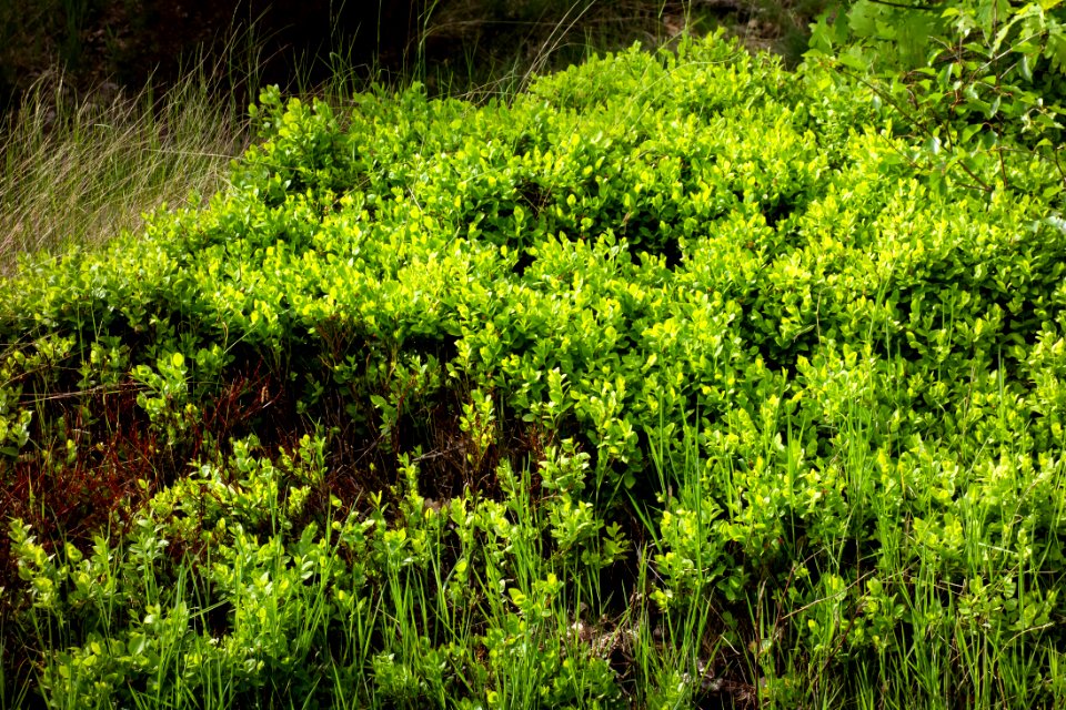Bilberry bushes in bloom