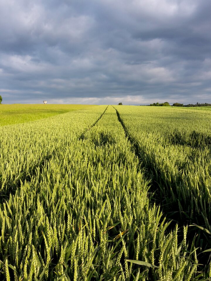 Walk field sky