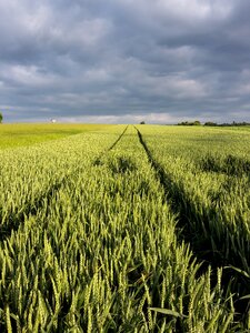 Walk field sky photo