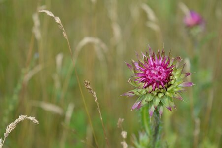 The lone field meadow