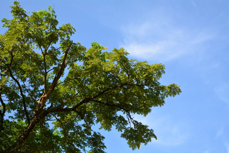 Tree autumn leaves sky