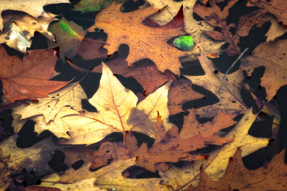 Golden autumn fall foliage leaf