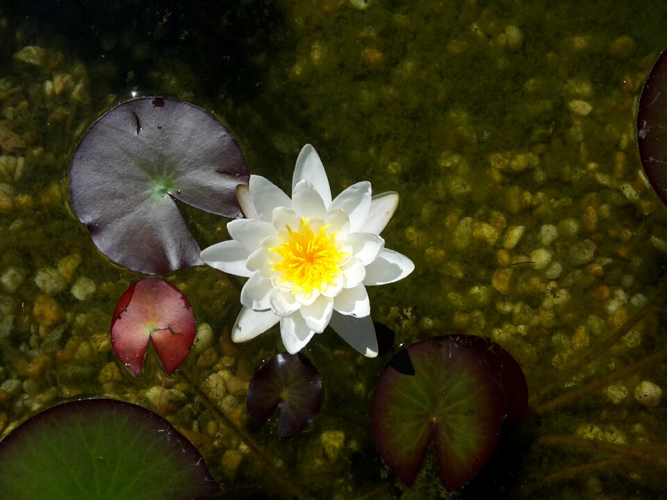 Bloom water nature