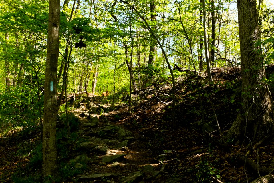 Billy Goat C Trail 2