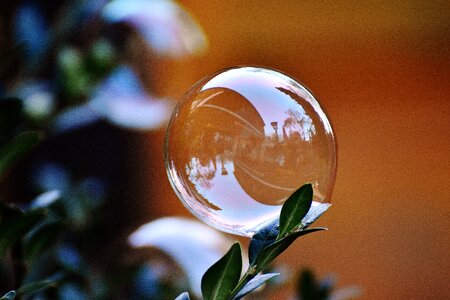 Buxus balls soapy water photo