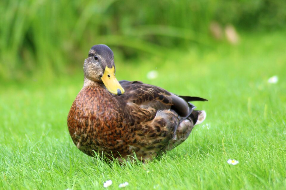 Water bird plumage meadow