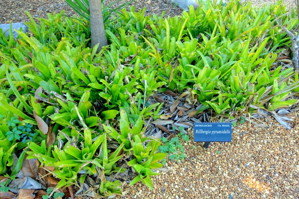Billbergia pyramidalis - Marie Selby Botanical Gardens - Sarasota, Florida - DSC01317