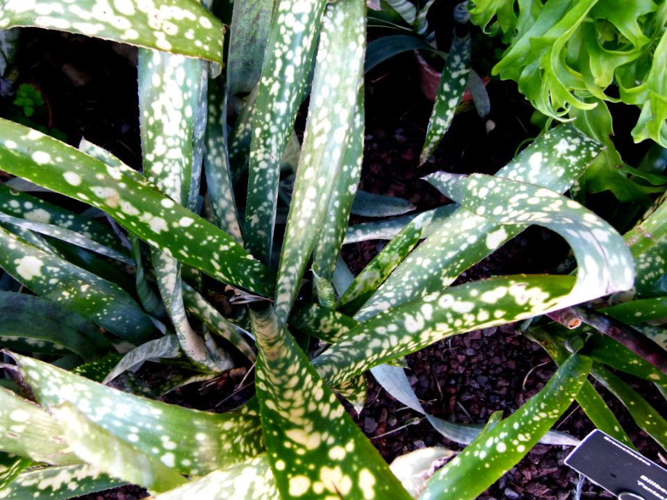 Billbergia "Fantasia"