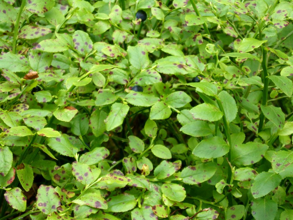 Bilberries in Helsinki