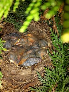 A few days feather nest photo