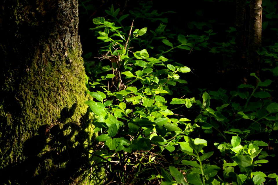 Bilberry bush at Myrstigen trail
