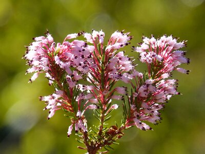 Bruc d'hivern plant wildlife wild flower