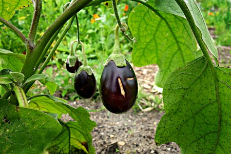 Vegetable garden kitchen garden food