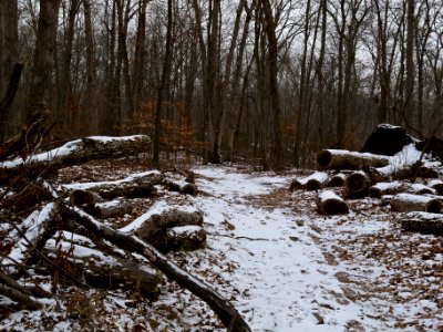 Billy Goat C Trail (note blue blaze)