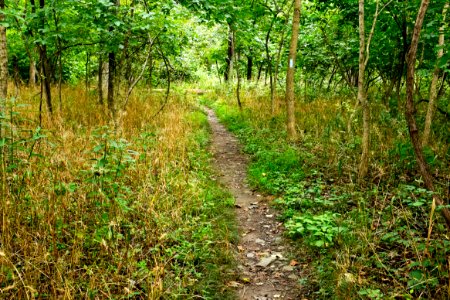Billy Goat C trail, near downstream entrance