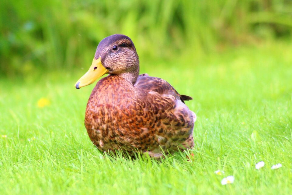 Water bird plumage meadow