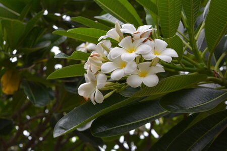 White fragrapanti white flowers